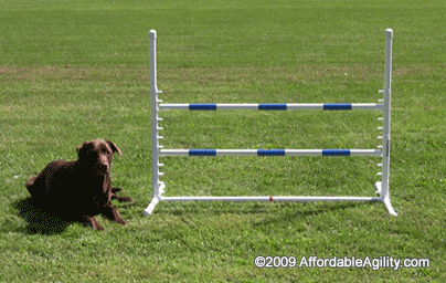 Dog agility competition adjustable jumps