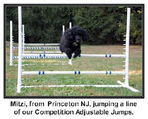 dog agility jump