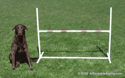 Dog agility economy adjustable jumps