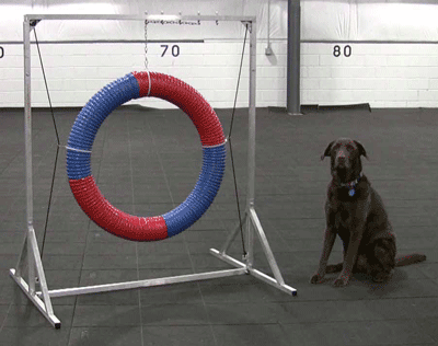 Dog agility deluxe metal competition tire jump