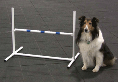 Dog agility teacup adjustable jump