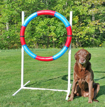 Dog agility practice tire jump